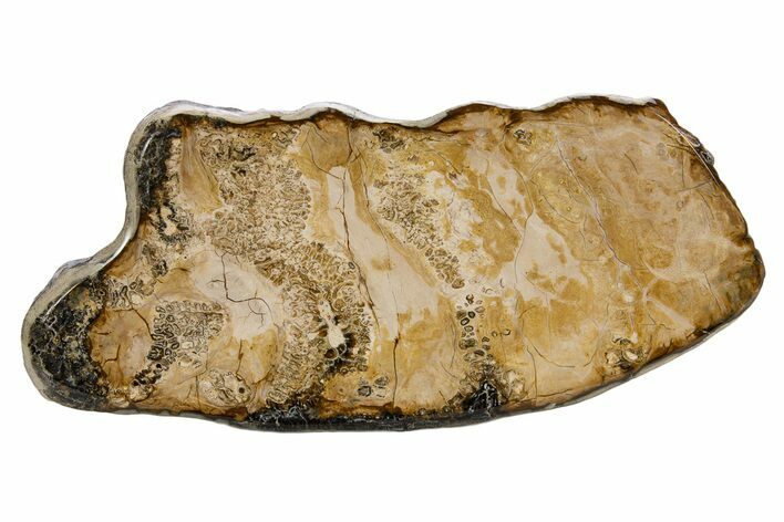 Polished Mammoth Molar Slice - South Carolina #335391